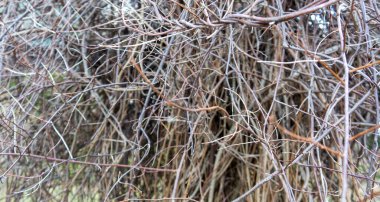 Altın eğrelti otu. Dünyadaki en eski eğrelti otlarının doğal dokuları ve desenleri. Yaş: 415 milyon yıl. Modern doğal tasarım için arka plan ve görsel materyal. Makro fotoğraf