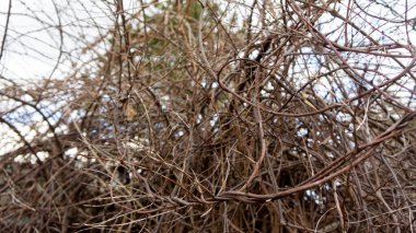 Altın eğrelti otu. Dünyadaki en eski eğrelti otlarının doğal dokuları ve desenleri. Yaş: 415 milyon yıl. Modern doğal tasarım için arka plan ve görsel materyal. Makro fotoğraf