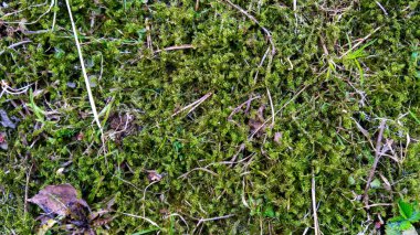 Altın eğrelti otu. Dünyadaki en eski eğrelti otlarının doğal dokuları ve desenleri. Yaş: 415 milyon yıl. Modern doğal tasarım için arka plan ve görsel materyal. Makro fotoğraf