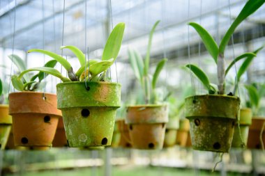 orkide çiçekleri güzel.