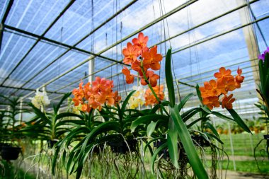 orkide çiçekleri güzel.