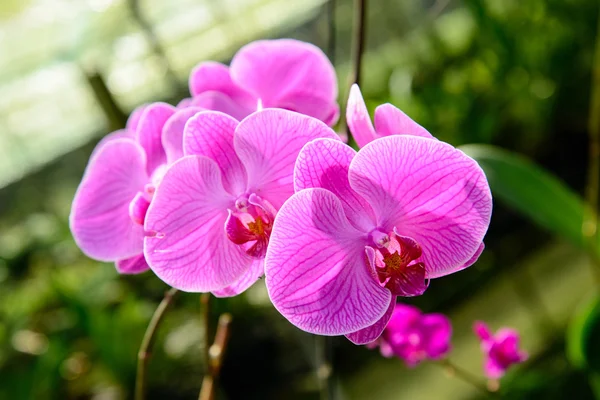 Orchideenblumen sind schön. — Stockfoto