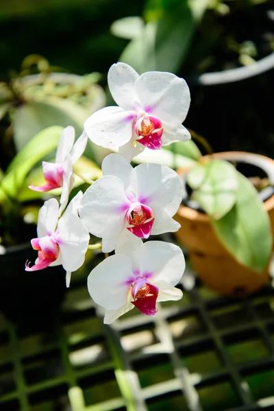I fiori del Orchid sono bei . — Foto Stock