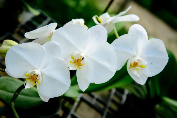 Květy orchidejí jsou krásné. — Stock fotografie