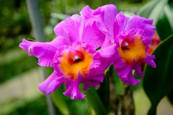 Orchideenblumen sind schön. — Stockfoto