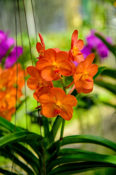 Flores de orquídeas são bonitas . — Fotografia de Stock