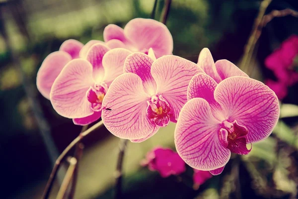 Flores de orquídeas são bonitas . — Fotografia de Stock