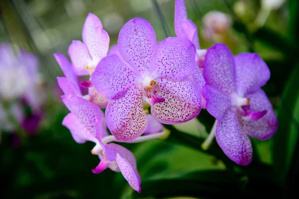 Flores de orquídeas são bonitas . — Fotografia de Stock