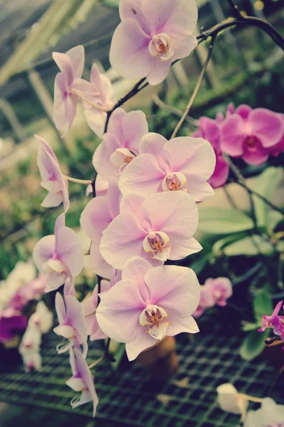 Orchideenblumen sind schön. — Stockfoto