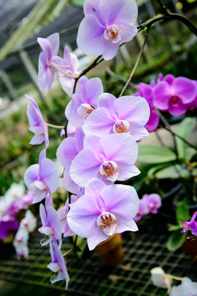 Flores de orquídeas são bonitas . — Fotografia de Stock