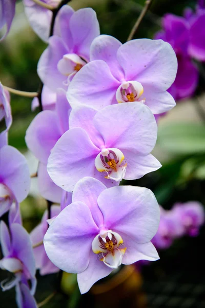 Orkide çiçekleri güzel. — Stok fotoğraf