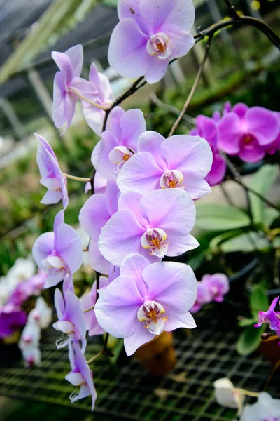 I fiori del Orchid sono bei . — Foto Stock