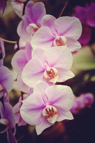 Flores de orquídeas são bonitas . — Fotografia de Stock