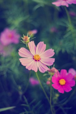Cosmos çiçekler mor, beyaz, pembe ve kırmızı, bu güzel güneş
