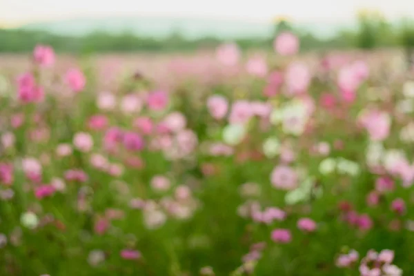 Vervagen van Cosmos bloemen in paars, wit, roze en rood, is mooi — Stockfoto