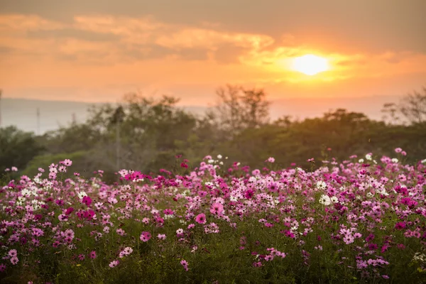 波斯菊花海紫色、 白色、 粉红色和红色，是美丽的太阳 — 图库照片