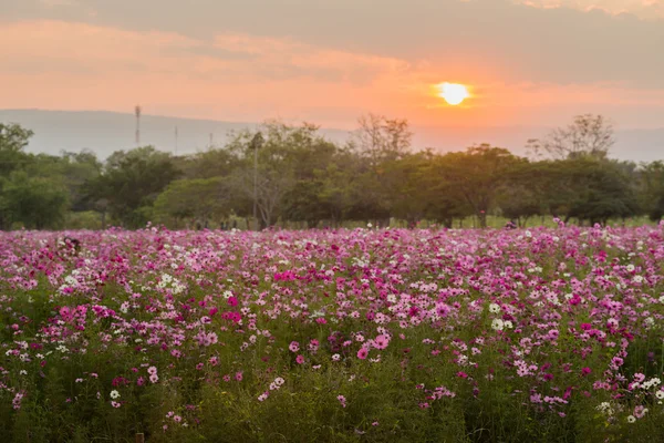 Cosmos çiçekler mor, beyaz, pembe ve kırmızı, bu güzel güneş — Stok fotoğraf