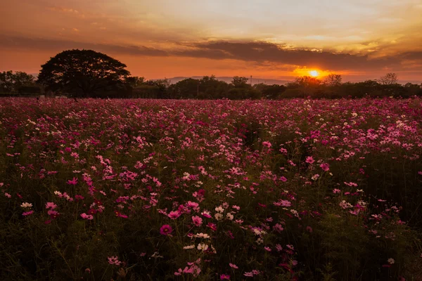 Cosmos çiçekler mor, beyaz, pembe ve kırmızı, bu güzel güneş — Stok fotoğraf