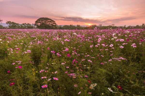 Kosmos květy fialové, bílé, růžové a červené, je krásné slunce — Stock fotografie