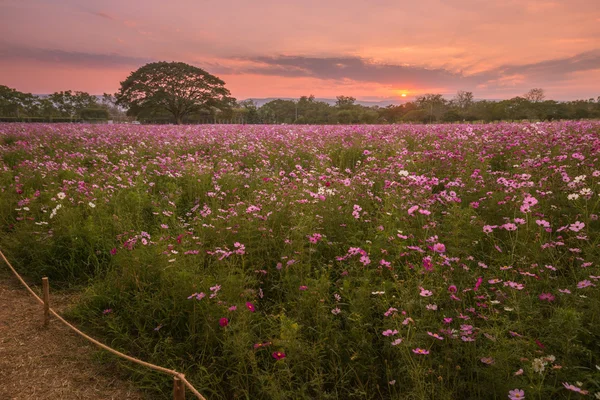 Cosmos çiçekler mor, beyaz, pembe ve kırmızı, bu güzel güneş — Stok fotoğraf