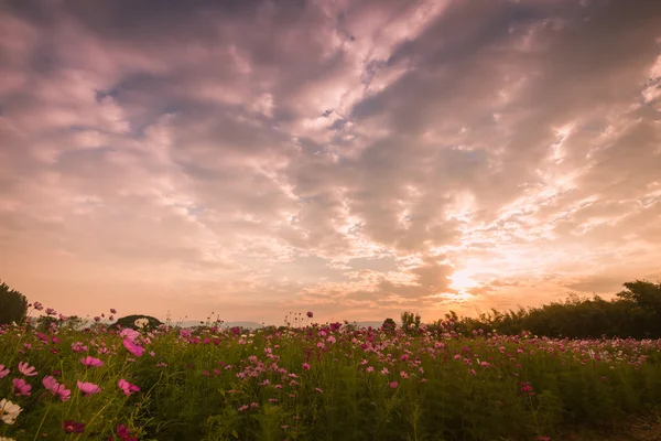 Cosmos çiçekler mor, beyaz, pembe ve kırmızı, bu güzel güneş — Stok fotoğraf