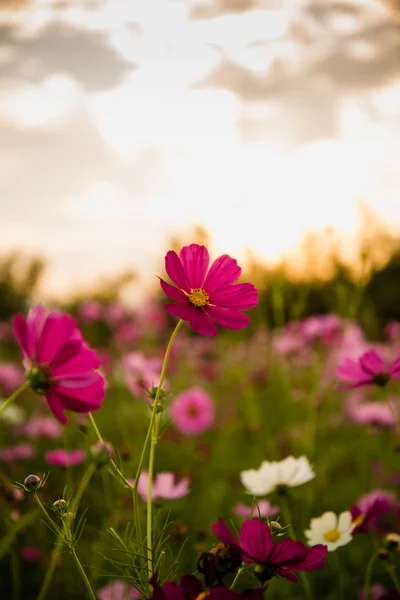 Cosmos flowers in purple, white, pink and red, is beautiful suns