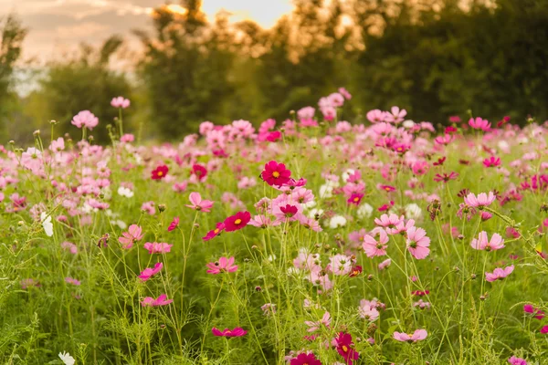 波斯菊花海紫色、 白色、 粉红色和红色，是美丽的太阳 — 图库照片