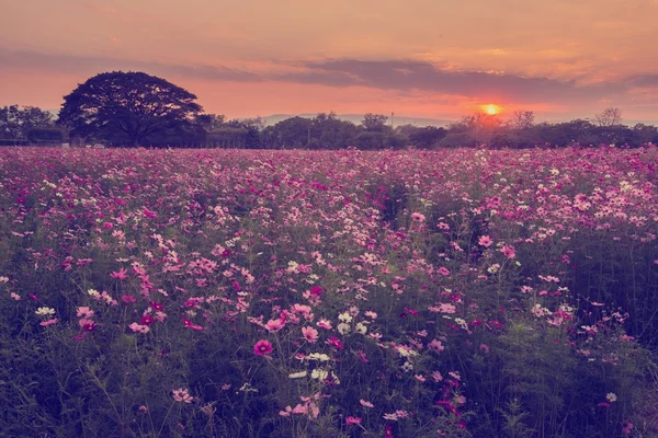 Cosmos çiçekler mor, beyaz, pembe ve kırmızı, bu güzel güneş — Stok fotoğraf