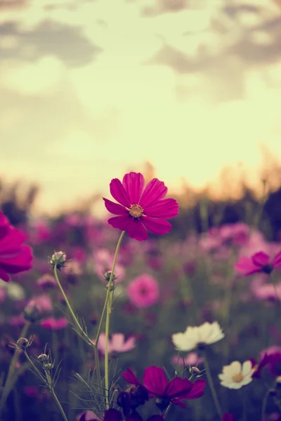 Cosmos çiçekler mor, beyaz, pembe ve kırmızı, bu güzel güneş — Stok fotoğraf