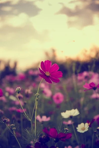 Квіти космосу в фіолетовому, білому, рожевому і червоному кольорах, красиві сонця — стокове фото