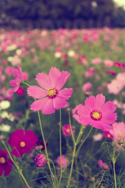 Cosmos çiçekler mor, beyaz, pembe ve kırmızı, bu güzel güneş — Stok fotoğraf