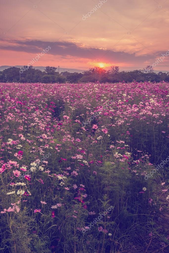 Cosmos flores en púrpura, blanco, rosa y rojo, es hermosos soles: fotografía de stock © aengza001@ #75793127 | Depositphotos Cosmos flores en púrpura, blanco, rosa y rojo, es hermosos soles: fotografía de stock © aengza001@ #75793127 | Depositphotos