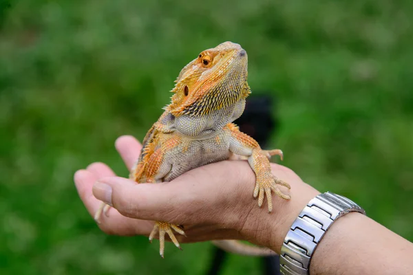 Skäggiga drake — Stockfoto