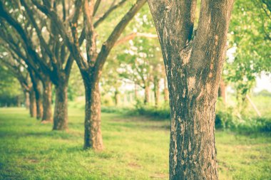 Tünel ağaç güzel yeşillik ile.