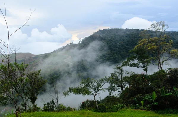 Bosque montañoso nublado — Foto de Stock