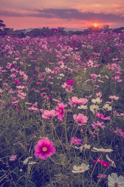 Косметические цветки в фиолетовом, белом, розовом и красном цветах - это красиво. — стоковое фото