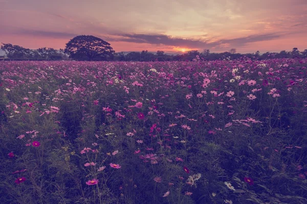 Cosmos çiçekler mor, beyaz, pembe ve kırmızı, bu güzel güneş — Stok fotoğraf