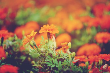 kadife çiçeği sarı güzel popüler kırpma.