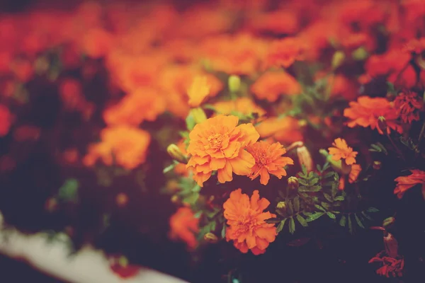 Kadife çiçeği sarı güzel popüler kırpma. — Stok fotoğraf
