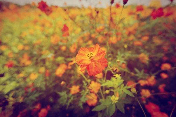 Kadife çiçeği sarı güzel popüler kırpma. — Stok fotoğraf