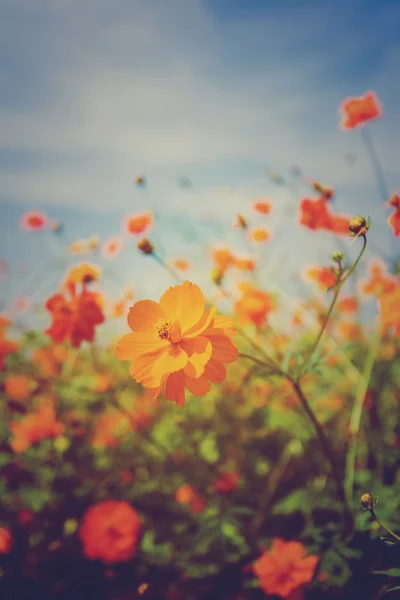 Amarilla caléndula Hermosa cosecha popular . — Foto de Stock