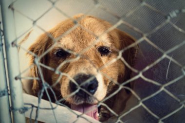 köpek yaralı bir veteriner ve gençleştirme tarafından tedavi.