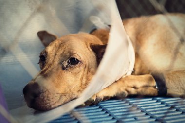 köpek yaralı bir veteriner ve gençleştirme tarafından tedavi.