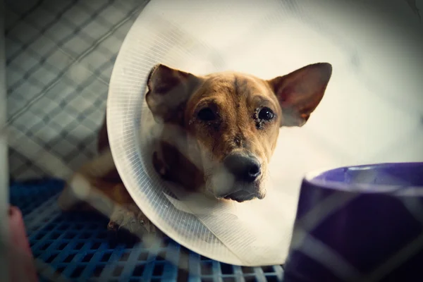 Cão ferido tratado por um veterinário e rejuvenescimento . — Fotografia de Stock