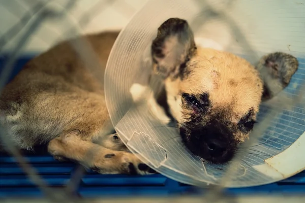 Dog injured  treated by a vet and rejuvenation. — Stock Photo, Image