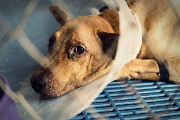 Dog injured  treated by a vet and rejuvenation. — Stock Photo, Image