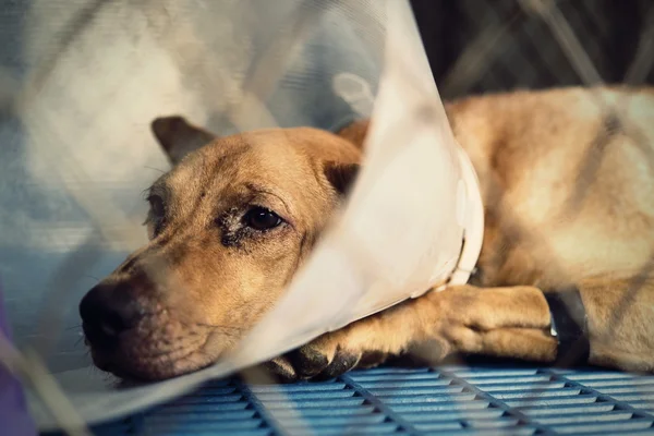 Dog injured  treated by a vet and rejuvenation. — Stock Photo, Image