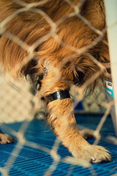 Dog injured  treated by a vet and rejuvenation. — Stock Photo, Image