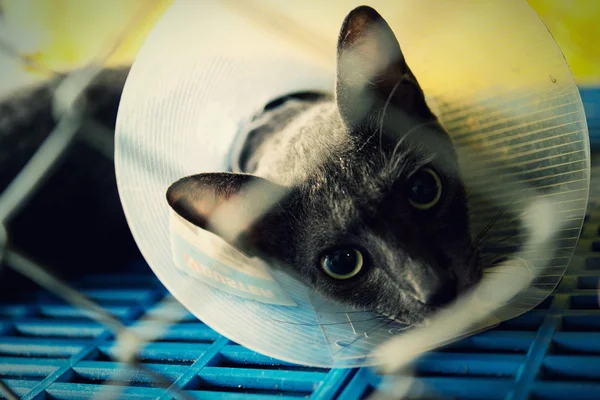 Cat injured  treated by a vet and rejuvenation. — Stock Photo, Image