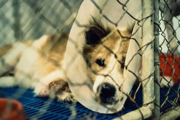 Dog injured  treated by a vet and rejuvenation. — Stock Photo, Image